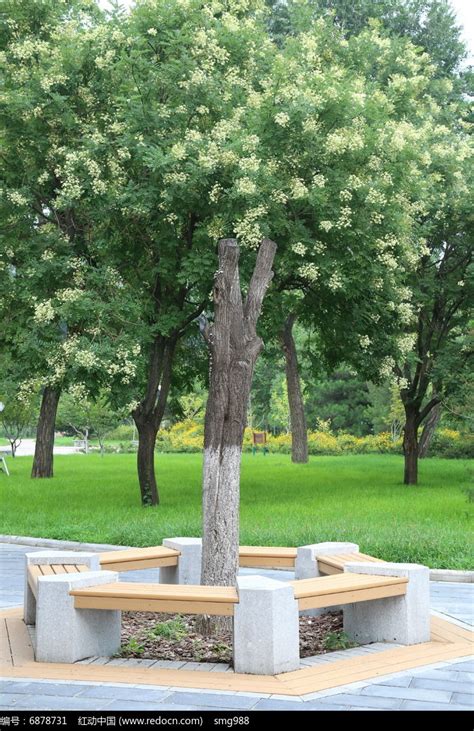 公园开花的绿树高清图片下载_红动中国