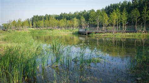 南四湖流域丰沛运河生态修复提升项目（沁段落）-正和生态-生态环境科技运营商