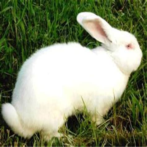 獭兔种 法系獭兔 伊拉肉兔 新西兰兔养殖场家-阿里巴巴
