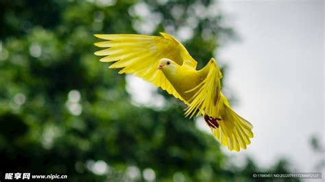 飞舞飞翔的飞鸟素材图片免费下载-千库网