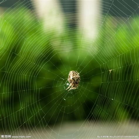 蜘蛛织网捕食昆虫，那么细的蛛丝，是如何织网的？