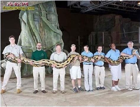 十大传说巨蛇，世界上都有哪些传说中的巨蛇！_毒蛇新闻_毒蛇网