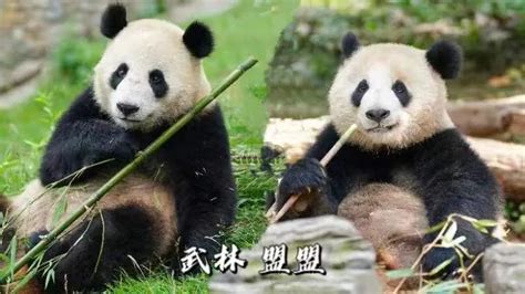 武汉动物园官宣：大熊猫“武林”“盟盟”来了！_京报网