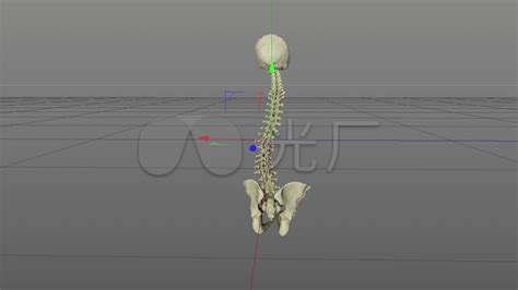 【图】分享正常脊柱图片 助你塑造标准脊椎形态(3)_正常脊柱图片_伊秀美体网|yxlady.com