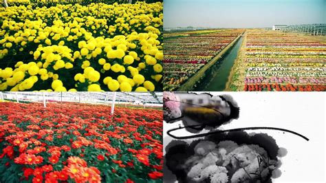 “鲜花经济”助农增收 - 焦点图 - 湖南在线 - 华声在线
