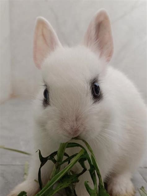 最适合南方兔子吃的牧草品种 兔子吃哪种牧草-长景园林网