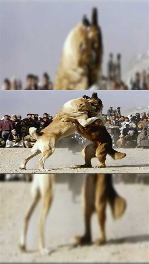 大藏獒对战比特犬，看看谁是犬类之王？