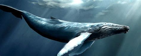 鲸的种类 - 知百科