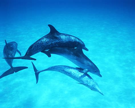 海豚（生活在海洋中的鲸目哺乳动物） - 搜狗百科