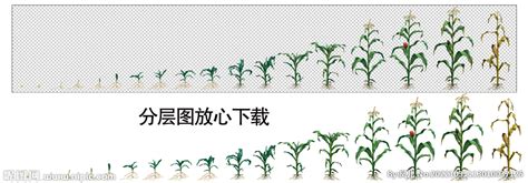 茁壮成长的农作物高清图片下载-正版图片600219131-摄图网
