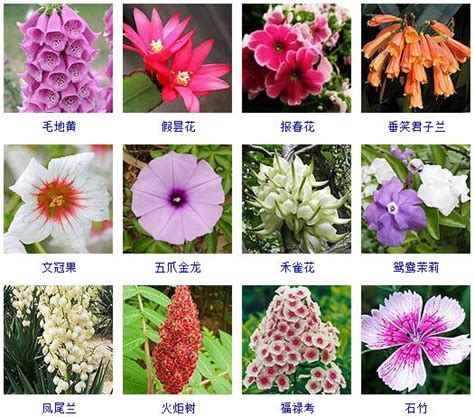25种常见花花语大全,所有花的花语大全,花语大全带花名_大山谷图库