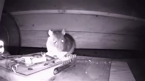 一晚上的监控，终于拍下了老鼠被夹到的瞬间_腾讯视频