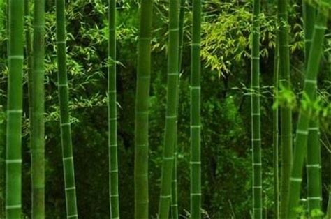 十大名贵竹子品种，凤尾竹排在榜首，第二表面形似龟甲-养花技巧-长景园林网