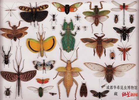 常见昆虫100种 昆虫图片大全|宠物百科|奇说-红叶网
