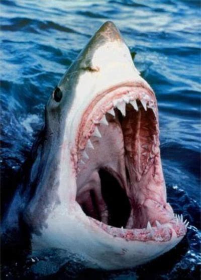 电影里令人胆寒的巨齿鲨，真是水里最凶猛的动物吗？_科普中国网