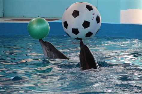 2023海洋博公园海豚表演剧场游玩攻略,...免费的，背景是大海，感受...【去哪儿攻略】