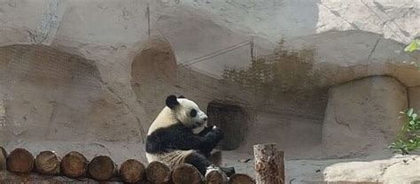 超萌！去俄罗斯“出差”的大熊猫“如意”“丁丁”，在新家这样嬉戏打滚......_新华报业网