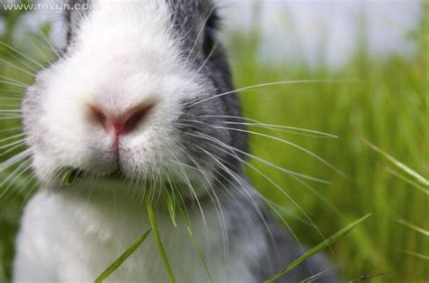 兔子和猫高清摄影大图-千库网