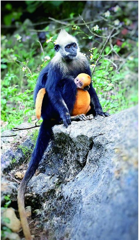 日本幼崽雪猴或马卡克Macaque在日本长野Shimotakai区Jigokudani猴子公园高清图片下载-正版图片305958703-摄图网