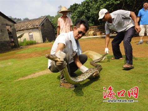 海南：水田里挖出26斤大蟒蛇 村民放归森林_海南频道_凤凰网