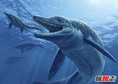 史前第一可怕巨兽，龙王鲸vs巨齿鲨谁才是最厉害的?_小狼观天下