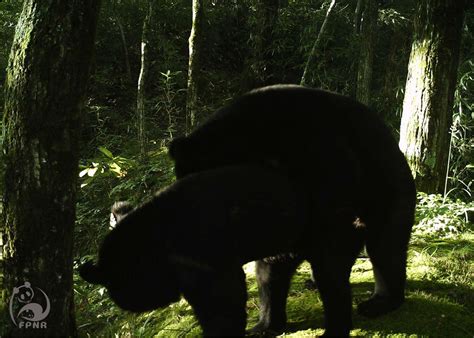 秦岭首次：佛坪保护区红外相机拍摄野生亚洲黑熊交配-陕西佛坪自然保护区-关注森林网