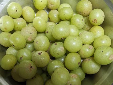 油柑果的腌制过程，油柑果作用与功效-食品特产 - 货品源货源网