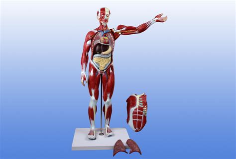 教学仿真50cm人体运动肌肉模型全身肌肉模型人体浅层肌肉解剖标本-阿里巴巴