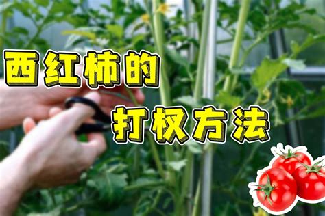 西红柿种植中的打杈技巧，一起学学！