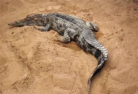 泰国普吉岛海滩惊现大鳄鱼 无人机拍到 7天后抓到_出境游_服务_航空圈