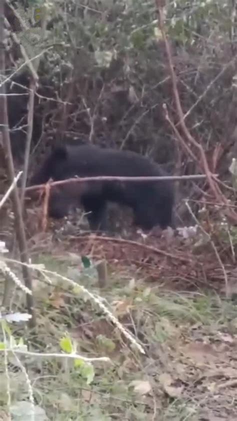 四川专家救援被猎套圈住的野生黑熊 5个月前曾有3人被咬死_凤凰网视频_凤凰网