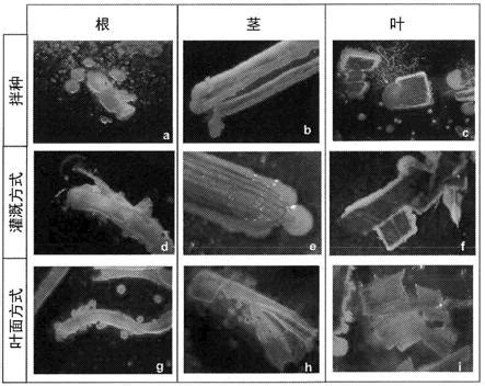 篮状菌属岛篮状菌组的三个中国新记录种