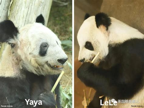旅美大熊猫即将回国，为什么国人一片欢呼？它们在美国过得不好吗 - 知乎