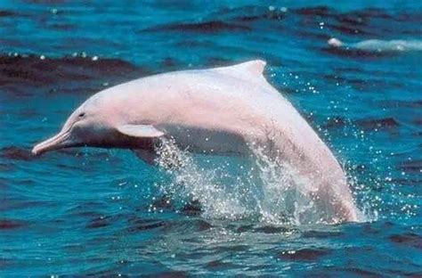 保护野生动物海豚素材图片免费下载-千库网