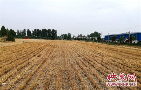 泌阳县“三夏”麦收已经结束 夏种模式正式启动-中华网河南