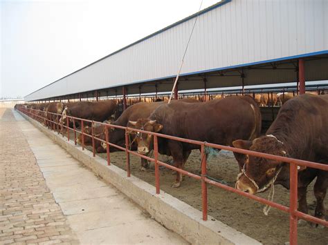 国外的养牛场如何运行？全程自动化，一人轻松养殖3000头_机器