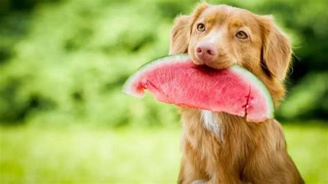 狗狗能吃什么水果（6种对狗狗有好处的水果） - 胖萌舍宠物网