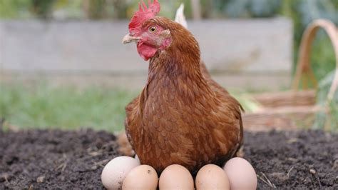 小鸡出壳啄个洞就死了为什么，小鸡出壳后多久移出孵化箱-农百科