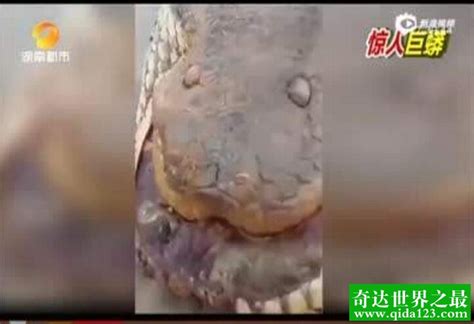 中国最大一条蛇多大 长8米的蛇(缅甸蟒重达91公斤)— 爱才妹生活