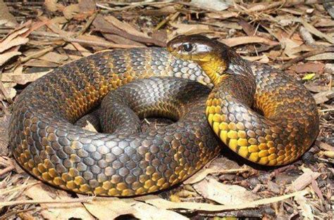 世界上最毒的蛇靠吃同类维生，被咬后会被石化