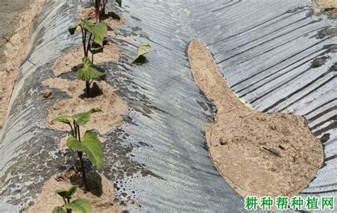 浙江金华：规模种植马铃薯 地膜覆盖如海洋-人民图片网