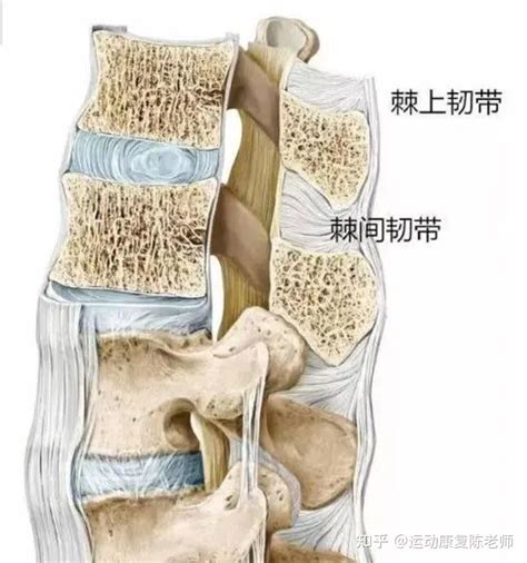 棘上韧带位置图图片