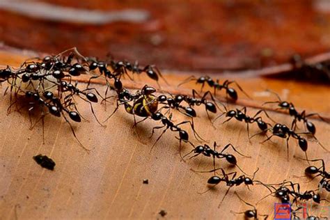 蚂蚁在树上爬图片-团队合作的蚂蚁群素材-高清图片-摄影照片-寻图免费打包下载