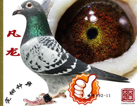 黄眼白鸽-中国信鸽信息网相册