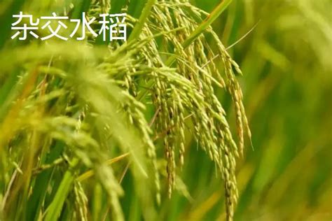 杂交水稻与常规水稻的异同-百度经验