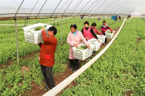 让农民更多分享产业增值收益！江苏发布一批联农带农典型案例_江南时报