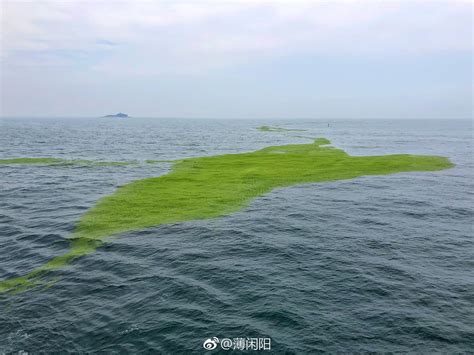 连云港沿海海域今年首次受到浒苔入侵 - 江苏环境网