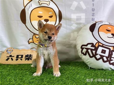 小型柴犬,2到3个月的小柴犬图片,狐狸脸柴犬_大山谷图库