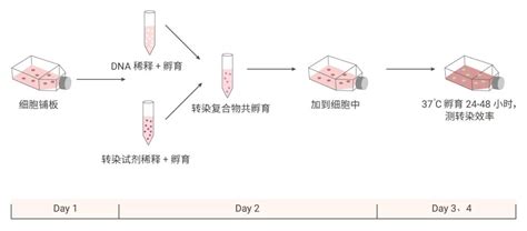 Western Blot | ABF1000 | 分子生物学平台 | 安诺伦（北京）生物科技有限公司
