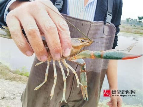 澳洲淡水龙虾养殖的各项标准和管理_养殖技术 - 农业站